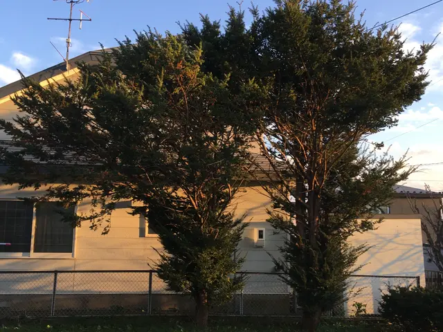 庭木の伐採・抜根 整地も別途対応可能サービスの画像