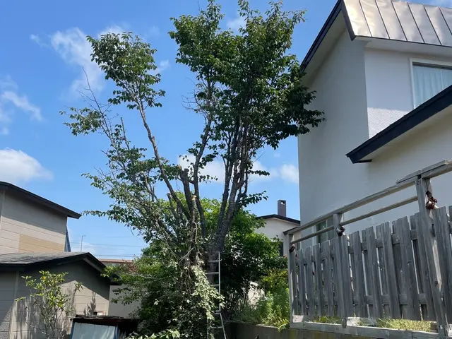 庭木の伐採・抜根 整地も別途対応可能サービスの画像