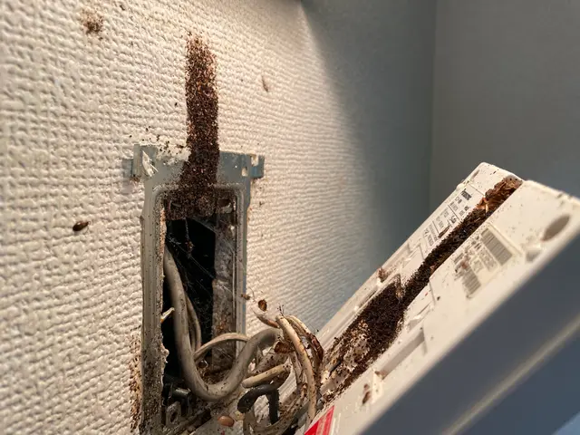 当店はチャバネゴキブリ駆除に特化しております。インボイス登録事業者です。サービスの画像