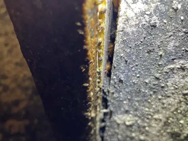 当店はチャバネゴキブリ駆除に特化しております。インボイス登録事業者です。サービスの画像