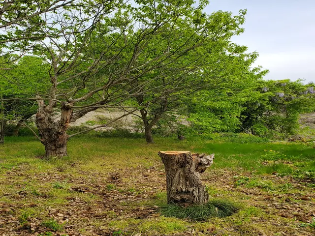 【☆八王子発:地域密着で営業中☆】お庭の木１本から、伐採いたします。サービスの画像