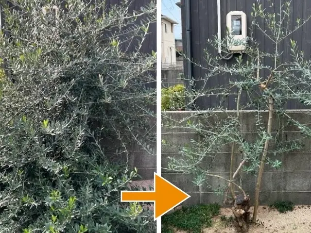 【そろそろ庭の植木を切らないと・・】とお考えの方へ、一本からでも対応いたします！サービスの画像
