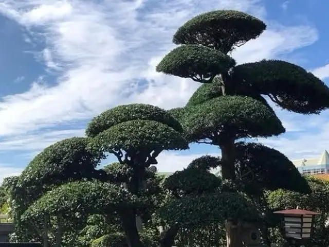 【そろそろ庭の植木を切らないと・・】とお考えの方へ、一本からでも対応いたします！サービスの画像