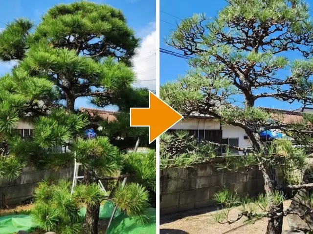 【そろそろ庭の植木を切らないと・・】とお考えの方へ、一本からでも対応いたします！サービスの画像