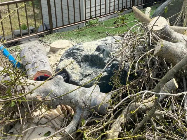 庭木の伐採、抜根サービスの画像