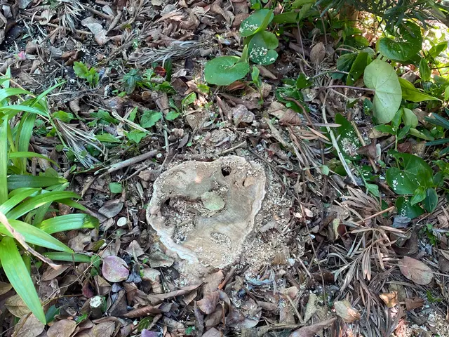 庭木の伐採、抜根サービスの画像