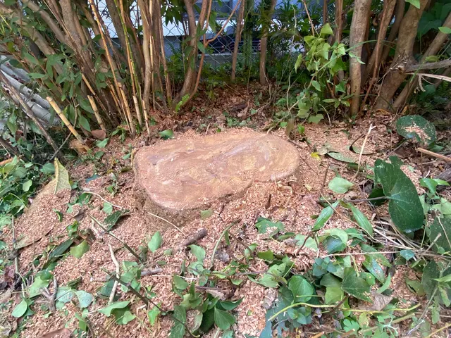 庭木の伐採、抜根サービスの画像