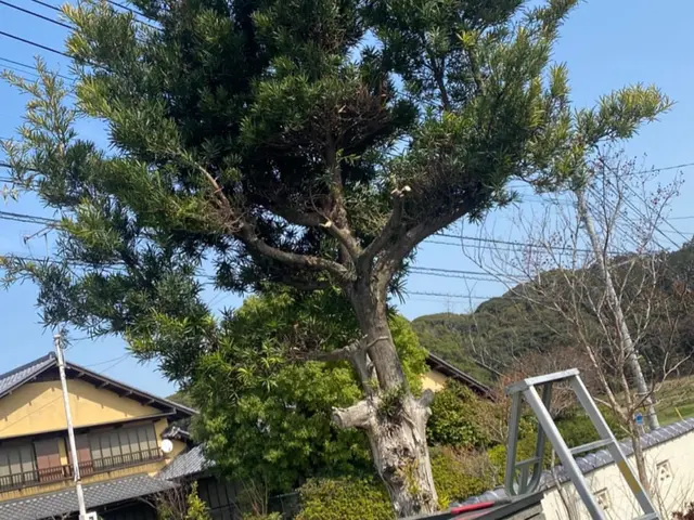 庭木の伐採、抜根サービスの画像