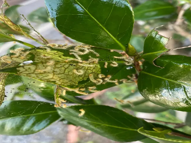 《キオビエダシャク》が発生する時期です。対応出来ますので増える前に是非ご相談を。サービスの画像