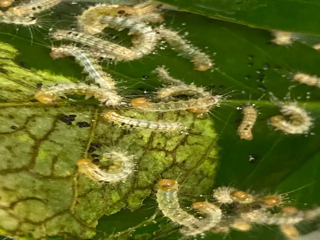 《キオビエダシャク》が発生する時期です。対応出来ますので増える前に是非ご相談を。サービスの画像