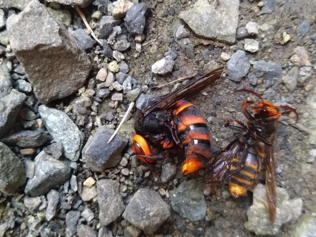 スズメバチお任せ下さい！！ 8,800円円！ 即日、翌日、夜間、早朝対応可能！サービスの画像