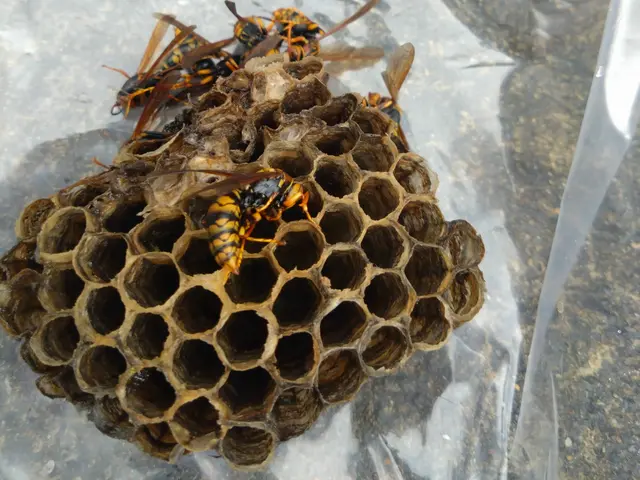 スズメバチお任せ下さい！！ 8,800円円！ 即日、翌日、夜間、早朝対応可能！サービスの画像