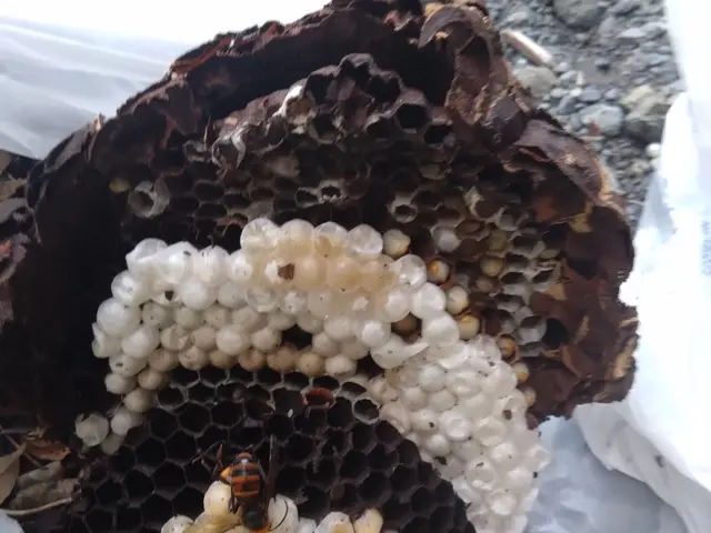 スズメバチお任せ下さい！！ 8,800円円！ 即日、翌日、夜間、早朝対応可能！サービスの画像