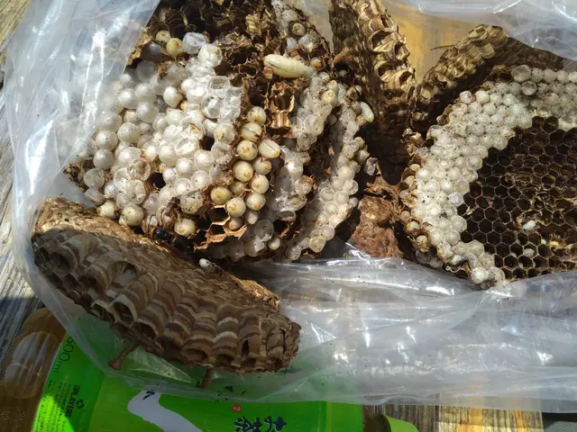 スズメバチお任せ下さい！！ 8,800円円！ 即日、翌日、夜間、早朝対応可能！サービスの画像