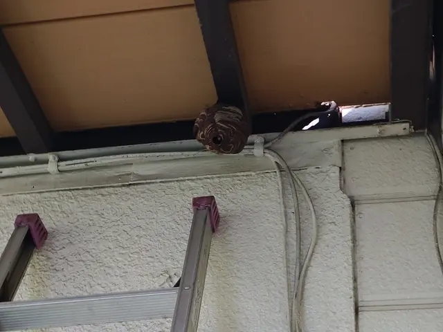 スズメバチお任せ下さい！！ 8,800円円！ 即日、翌日、夜間、早朝対応可能！サービスの画像