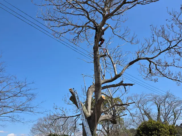【追加料金なし】プロの伐採・抜根！庭木1本から大木まで丁寧・スピーディーに対応サービスの画像