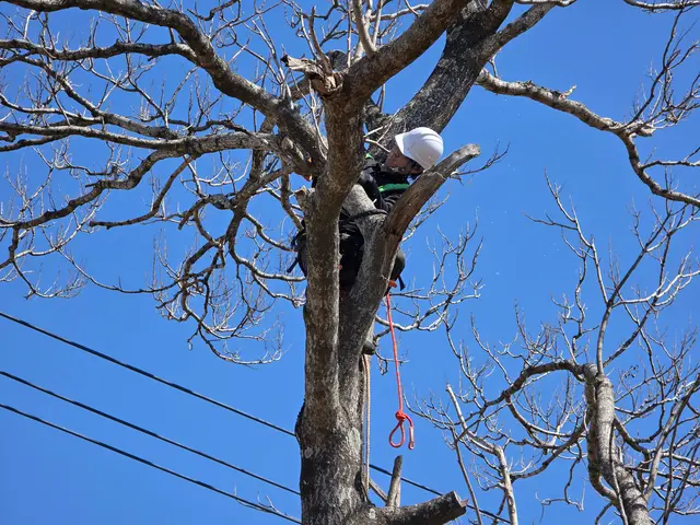 【追加料金なし】プロの伐採・抜根！庭木1本から大木まで丁寧・スピーディーに対応サービスの画像