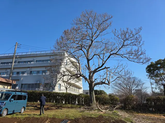 【追加料金なし】プロの伐採・抜根！庭木1本から大木まで丁寧・スピーディーに対応サービスの画像