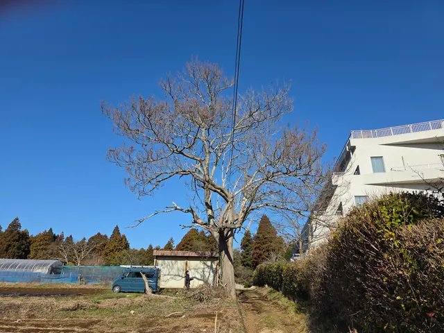 【追加料金なし】プロの伐採・抜根！庭木1本から大木まで丁寧・スピーディーに対応サービスの画像