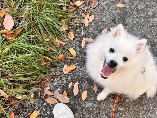 日本で約100人の国際基準のトレーニング資格を持つスタッフが対応！サービスの画像