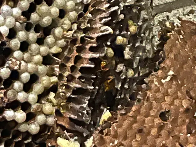 実績豊富なスタッフがお伺いします！害虫駆除・害獣駆除は当店へお任せください！サービスの画像