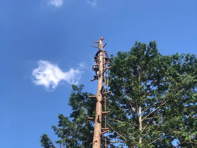 ライフツリーサービスの画像