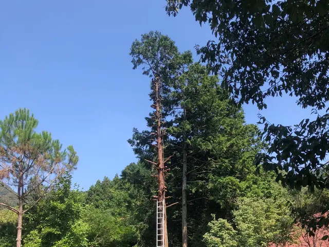 ライフツリーサービスの画像