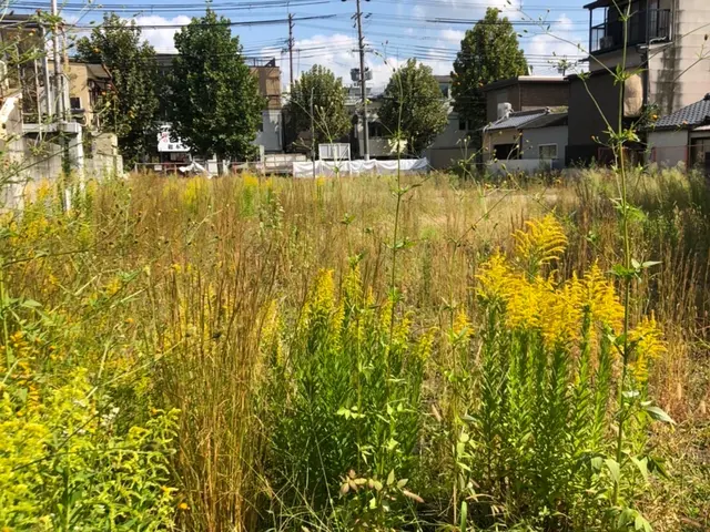 綺麗に早く安くやらせて貰います！空き地　荒地　空家　施設　太陽光用地など対応可能サービスの画像