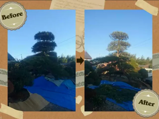 8月から対応可能!美景観!害虫対策に!！丁寧、安心店舗♪【実績20年以上】サービスの画像