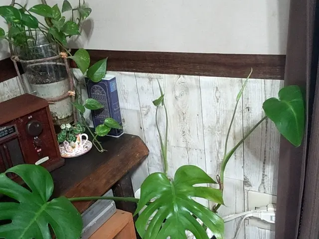 買い物代行致します！サービスの画像