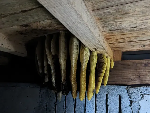 アシナガバチ、ミツバチなら8000円〜♪蜂の巣駆除ならハチンコ玉！！サービスの画像