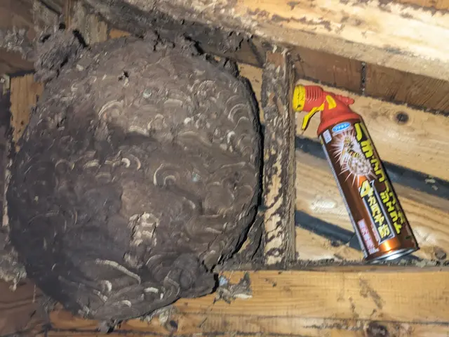 アシナガバチ、ミツバチなら8000円〜♪蜂の巣駆除ならハチンコ玉！！サービスの画像