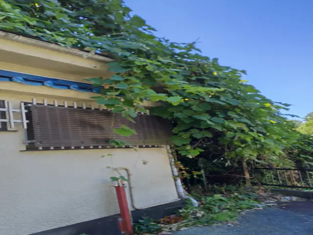 蔦の除去並びに処分サービスの画像