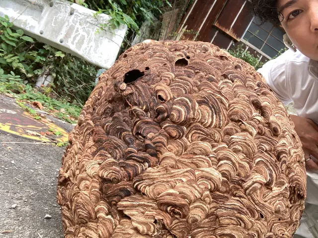 【即日対応】【実績多数】【１年保証有り】蜂の巣駆除から予防までお任せ下さい！サービスの画像