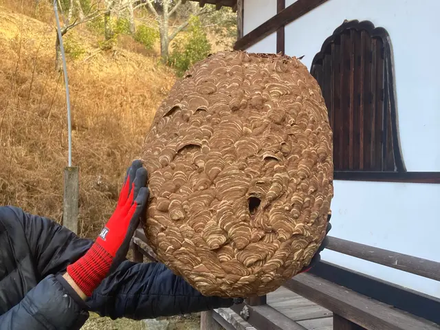 【即日対応】【実績多数】【１年保証有り】蜂の巣駆除から予防までお任せ下さい！サービスの画像