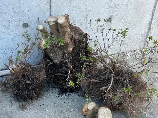 野田市発！【庭木の伐採致します】営業時間外・対応地域外もご相談可能◎サービスの画像