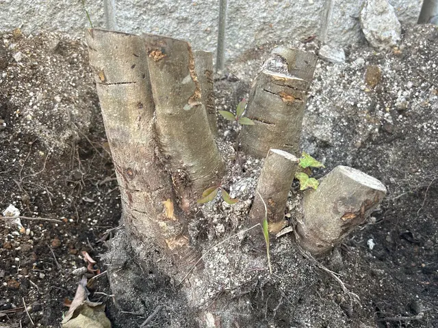 野田市発！【庭木の伐採致します】営業時間外・対応地域外もご相談可能◎サービスの画像