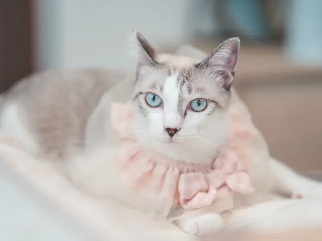 【先着3件口コミ特価】ペットのベストな可愛い瞬間を写真に収めます