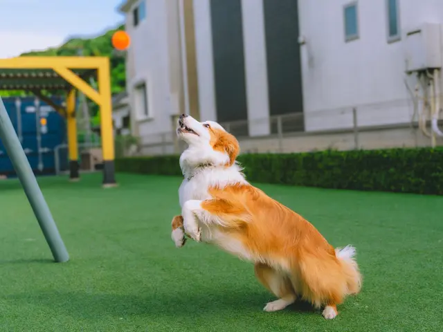 【先着3件口コミ特価】ペットのベストな可愛い瞬間を写真に収めます