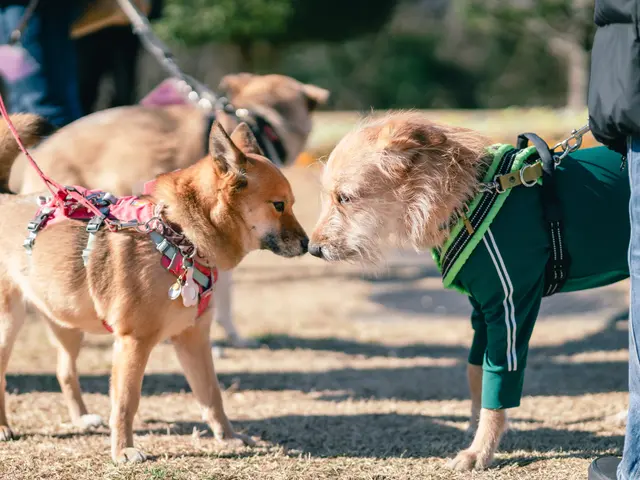 一生の思い出に！大切なペットの最高に可愛い瞬間を、写真に収めます