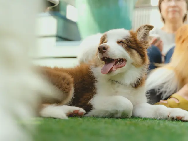 【先着3件口コミ特価】ペットのベストな可愛い瞬間を写真に収めます