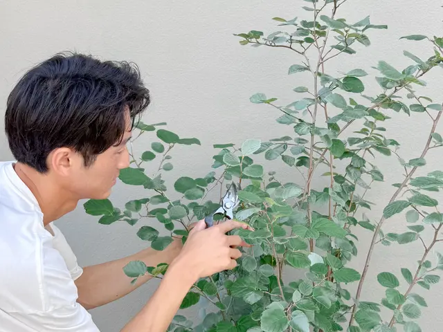 剪定の先に、心地よい暮らしを。サービスの画像