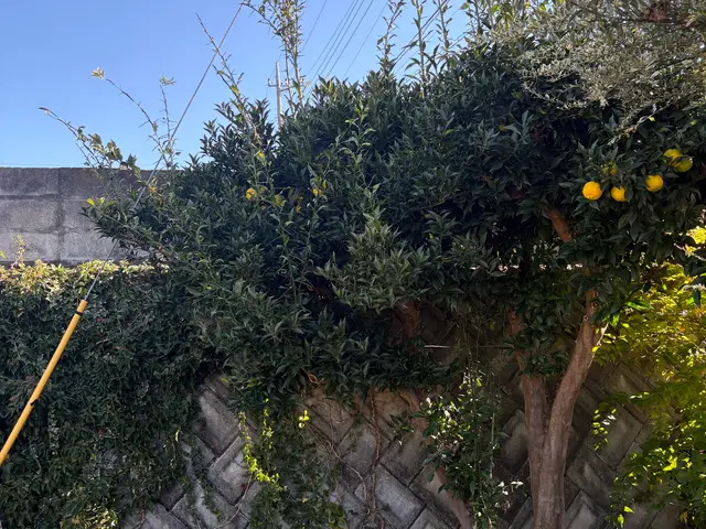 【女性スタッフ同行】ご要望を丁寧にお聞きし、理想の庭を実現するオーダーメイド剪定サービスの画像