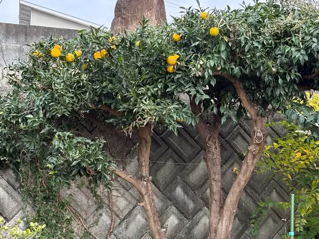 【女性スタッフ同行】ご要望を丁寧にお聞きし、理想の庭を実現するオーダーメイド剪定サービスの画像