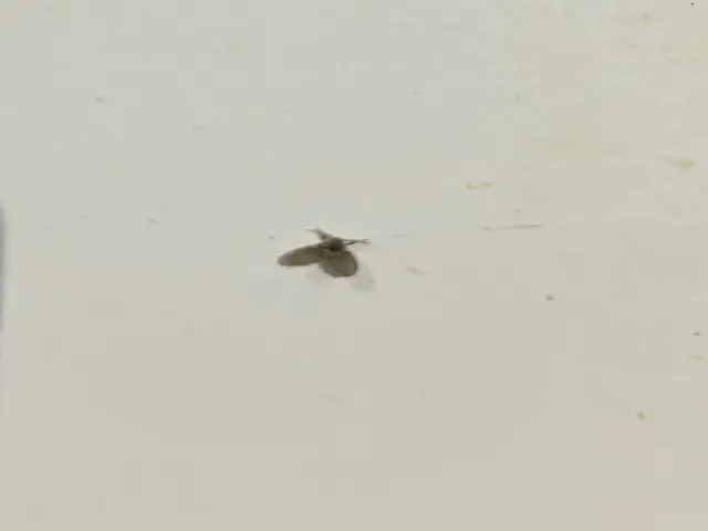 うっとうしいコバエ類、何とかしたいなら経験豊富な当社にぜひお任せください！サービスの画像