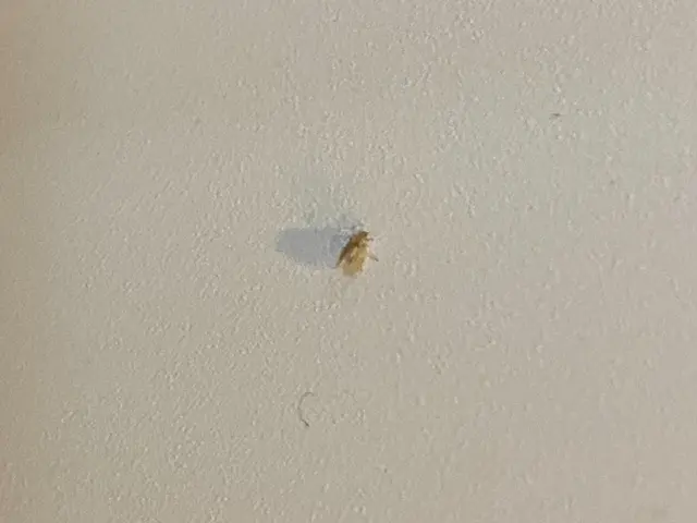 うっとうしいコバエ類、何とかしたいなら経験豊富な当社にぜひお任せください！サービスの画像