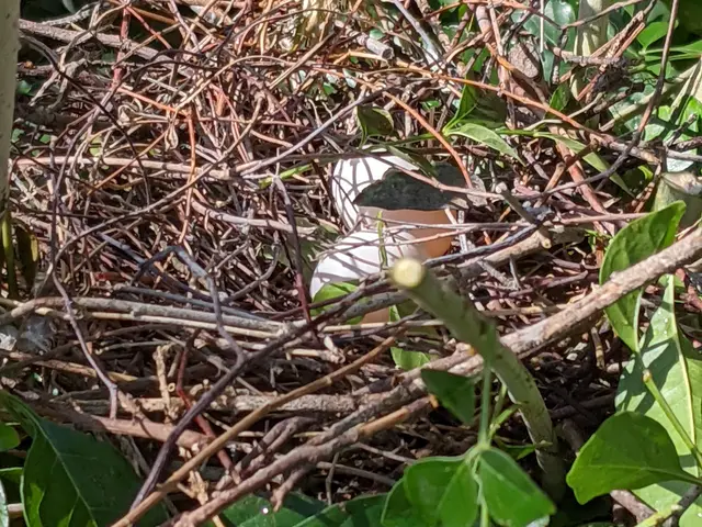 《害虫・害獣駆除》当日OK！24時間急行致します!お気軽にお問い合わせ下さい。サービスの画像