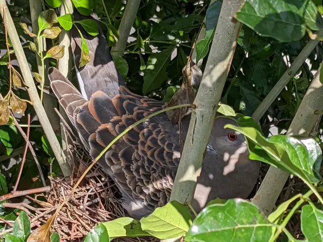 《害虫・害獣駆除》当日OK！24時間急行致します!お気軽にお問い合わせ下さい。サービスの画像
