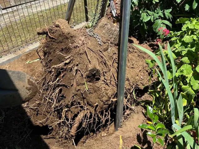 倒木の不安、隣地への心配、お客様のお悩みをプロが根こそぎ解消いたします！サービスの画像