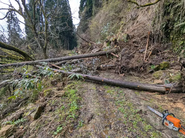 10年の実績★損害保険加入◎安全とクオリティにこだわった庭木の伐採サービスサービスの画像